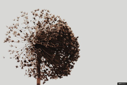 植物王國中的美食與環(huán)保之旅